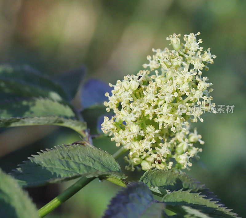 阿尔卑斯接骨木(Sambucus racemosa)花